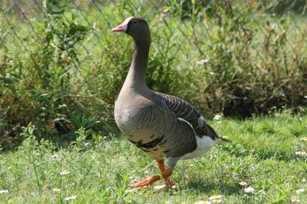 Lesser white-fronted goose