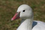 Ross's goose