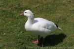 Ross's goose