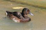 Baer's pochard *