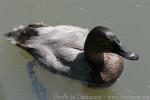 Canvasback