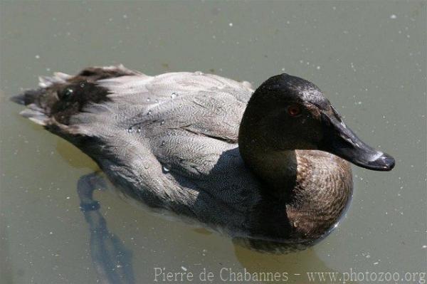 Canvasback