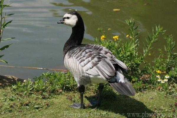 Barnacle goose