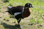 Red-breasted goose