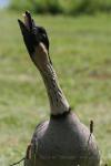 Hawaiian goose