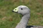 Cape Barren goose