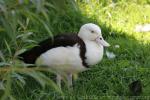 Radjah shelduck