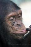 Common chimpanzee