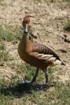 Fulvous whistling-duck