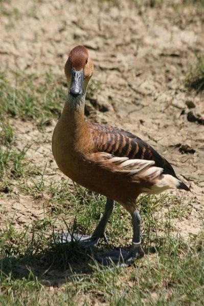 Fulvous whistling-duck