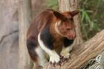 Goodfellow's tree-kangaroo