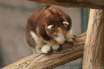 Huon tree kangaroo