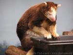 Huon tree kangaroo