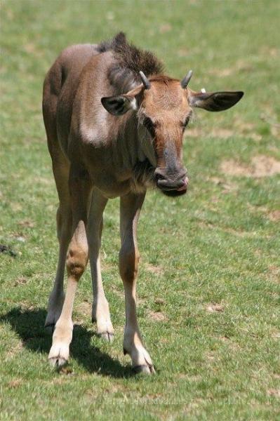 Blue wildebeest