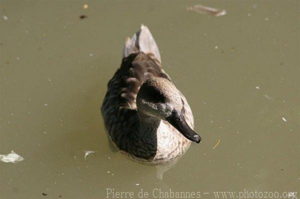 Marbled teal