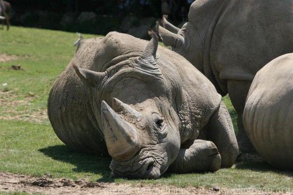 Southern white rhinoceros