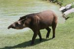 Lowland tapir