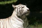 Mainland (White) tiger