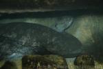 Chinese giant salamander