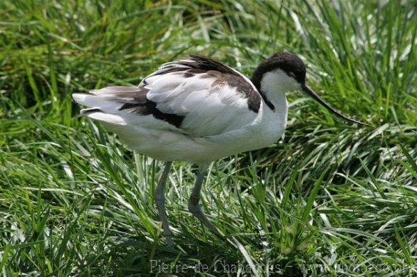 Pied avocet