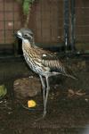 Bush thick-knee