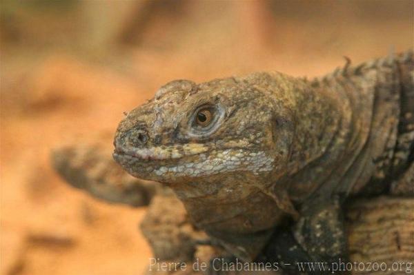 Honduran spiny-tailed iguana *