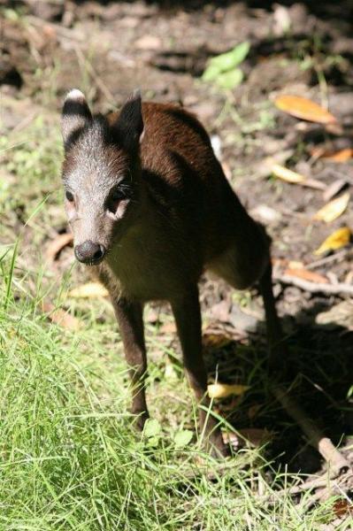 Tufted deer