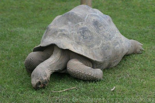 Galapagos giant tortoise