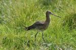 Black-tailed godwit