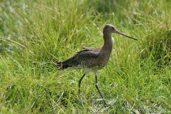 Black-tailed godwit