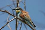 European bee-eater