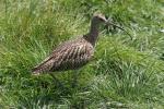 Eurasian curlew