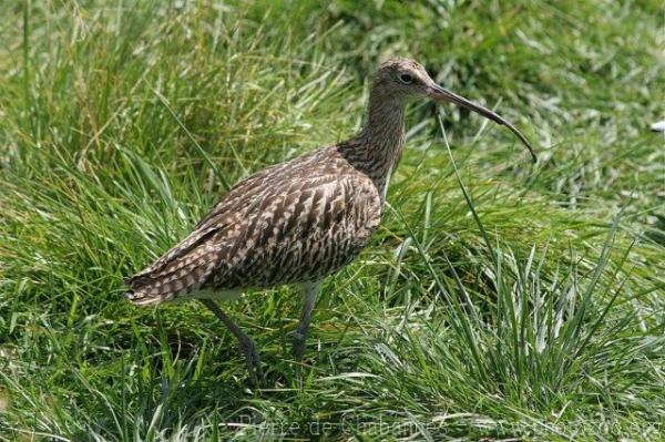 Eurasian curlew