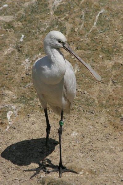 Eurasian spoonbill