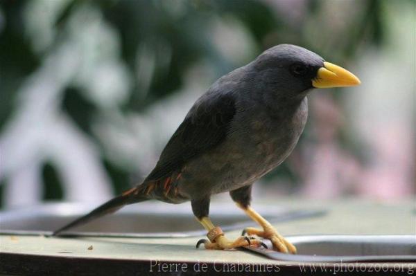 Grosbeak starling