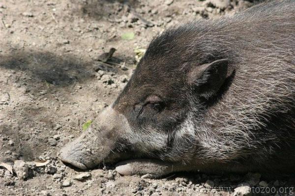 Visayan warty pig