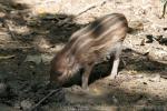 Visayan warty pig