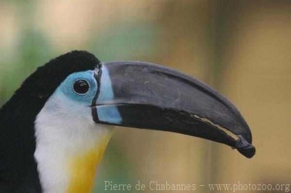 Channel-billed toucan