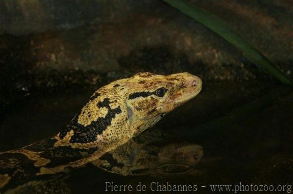 Philippine water monitor