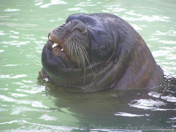 South American sea-lion *