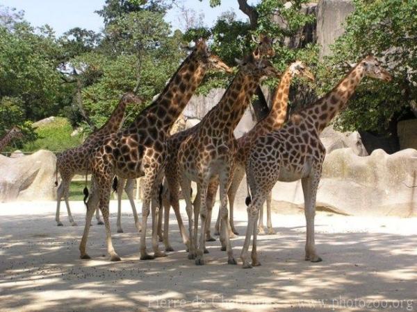 Kordofan giraffe *