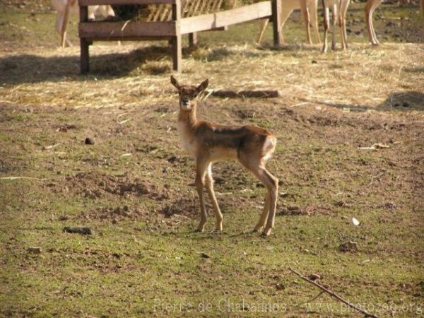 Blackbuck