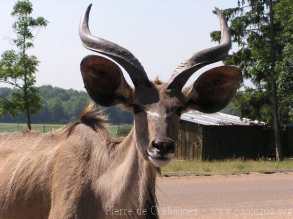 Greater kudu