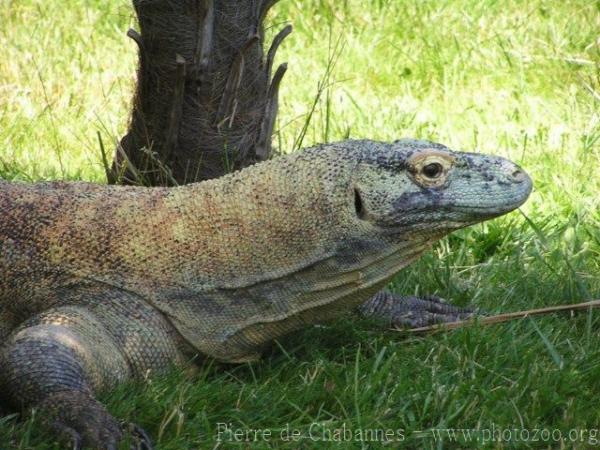 Komodo dragon