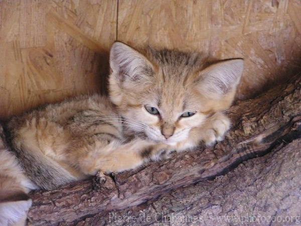 Sand cat *