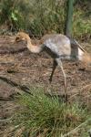 White-naped crane *