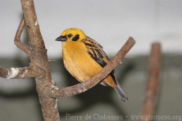 Golden tanager *