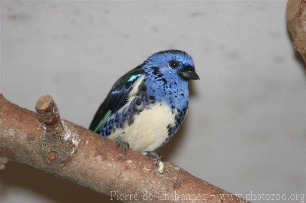 Turquoise tanager *