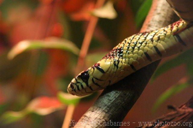 Mexican chicken snake