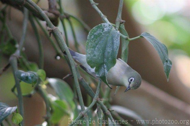 Chestnut-flanked white-eye *